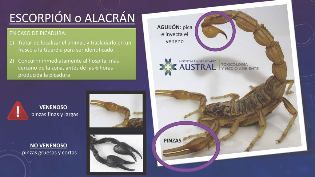 Escorpiones