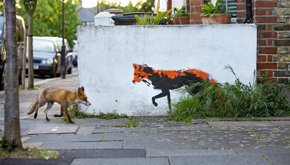 Zorros en Londres - Foto: www.infocampo.com.ar
